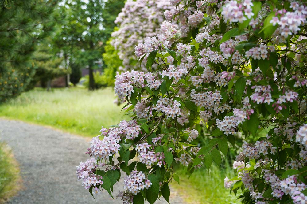 Blütenpracht im Arboretum in Annarode ©SMG
